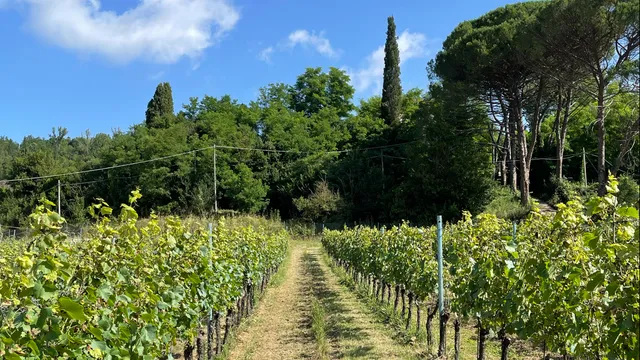 Inserrata Organic Wines