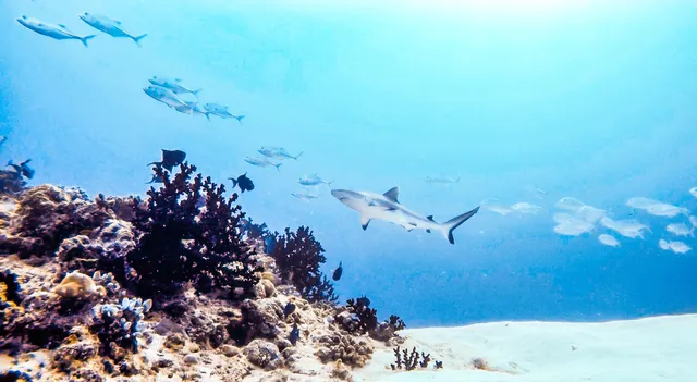 1860s Maldives Diving Center