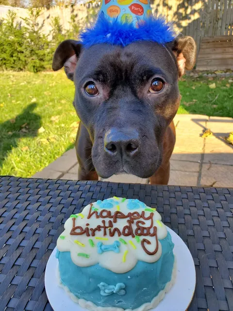 The DOG BARKery & Ice Cream PAW’lor