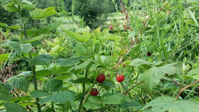Stu-berry Acres Farms