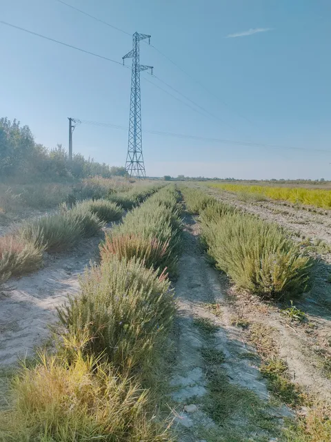 un MAS en PROVENCE Distillerie d'huiles essentielles BIO & Cosmétique en Occitanie