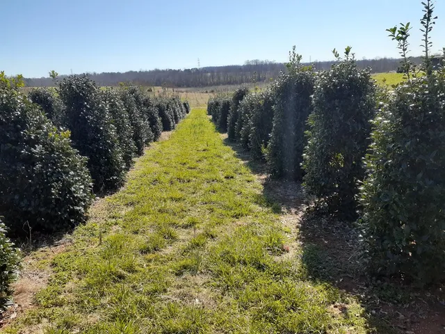 Mr. Martinis Tree Farm