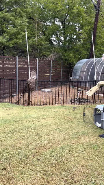 Blackland Prairie Raptor Center