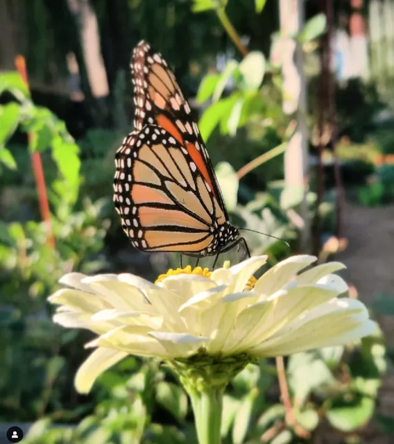 Red Shed Community Garden
