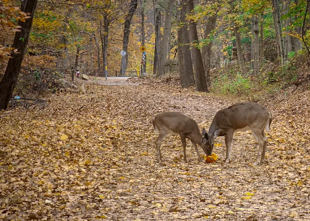 Columbia Trail (High Bridge)