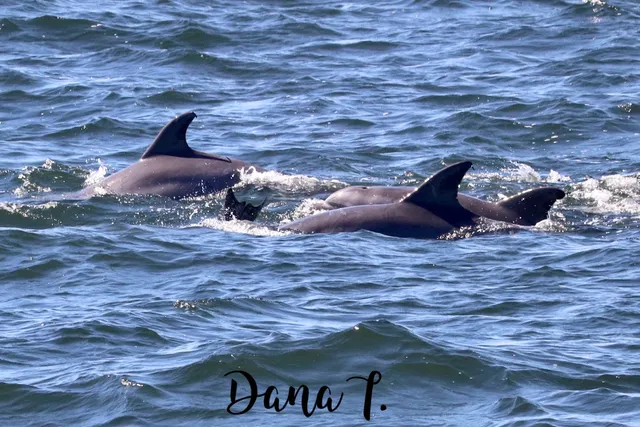 Long Island Whale and Seal Watching