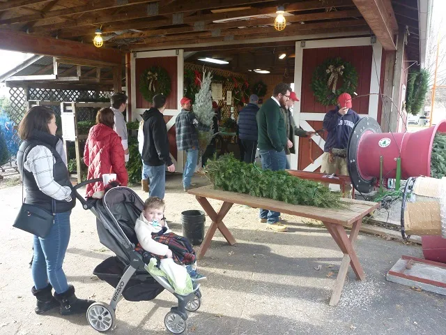 Hague's Christmas Trees