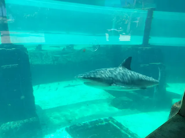 Paradise island Bahamas