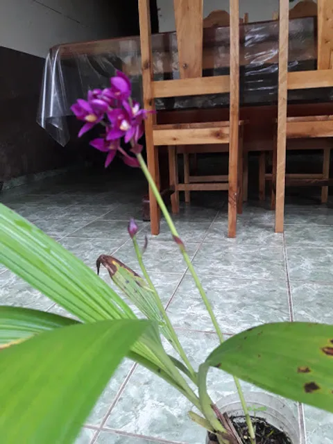 Restaurante e Lanchonete Nova Olinda - To