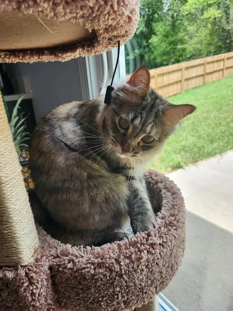 Watching Over Whiskers