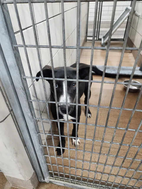 Idaho Falls Animal Shelter
