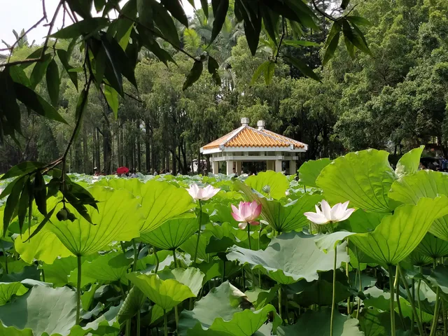 洪湖公园莲花池