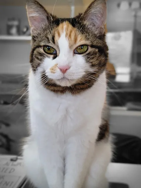 All Cats Boarding, Grooming and Pet Supplies