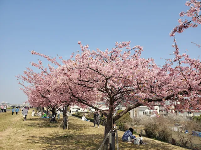 江戸川さくら並木