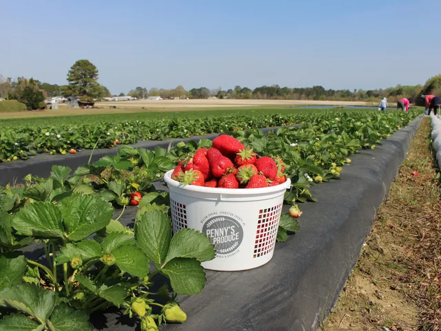 Penny's Produce Roadside Stand