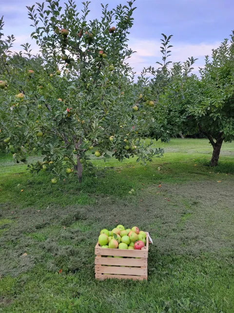 Weston's Antique Apples