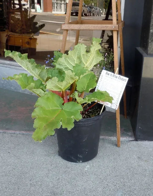 Sumner Rhubarb Festival, Rhubarb days