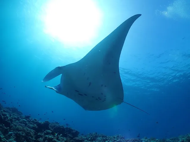川平石崎マンタスクランブル