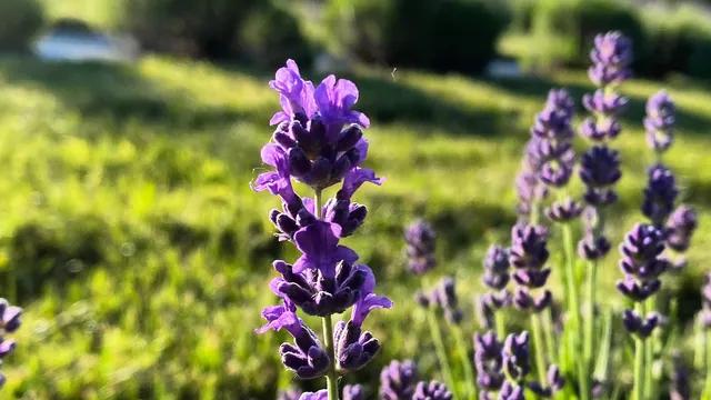 Hope Hill Lavender Farm LLC