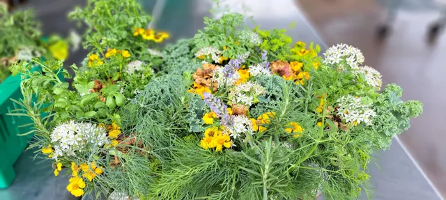 The Village Farm @Harvest Green