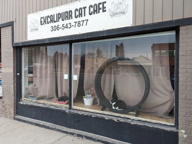 Excalipurr Cat Cafe