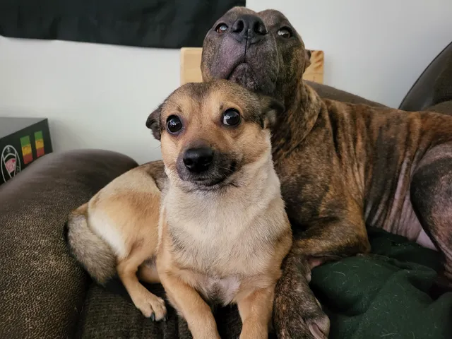 Clairemont Village Pet Clinic