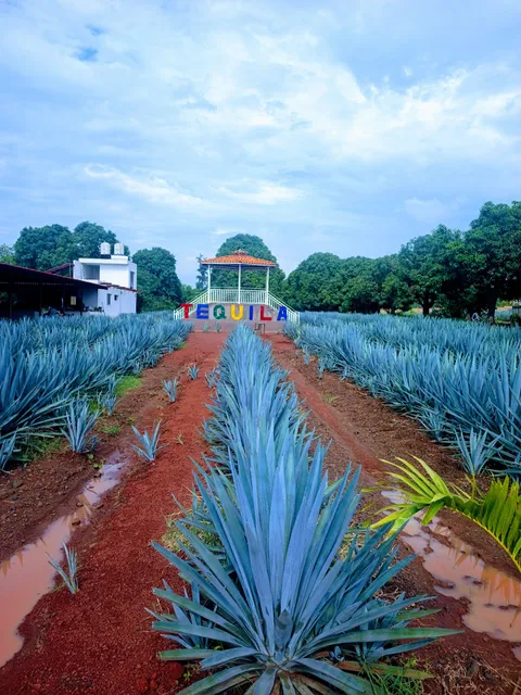 AZUL AGAVE