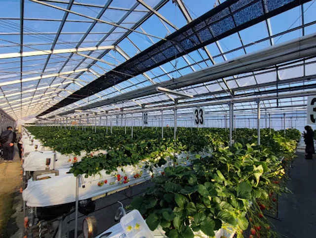 Strawberry Picking Iijima Fruit Farm