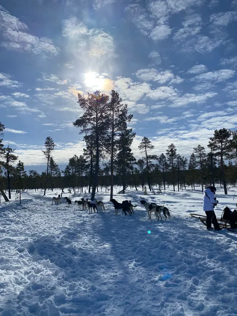 Lapland Sleddog Adventures