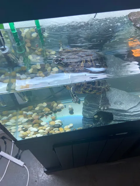 Father Natures Aquarium Services