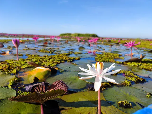 Red Lotus Lake Kumphawapi
