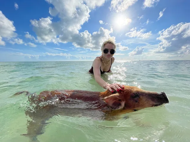 Pigs Cove Beach Adventures