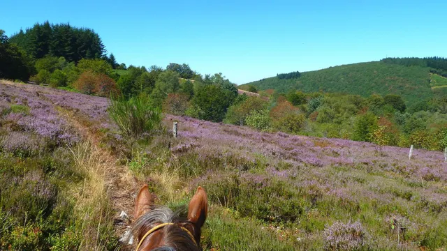 La ferme équestre de Tréphy - éthologie & équitation western