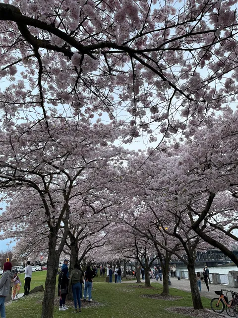 PDX Cherry Blossoms