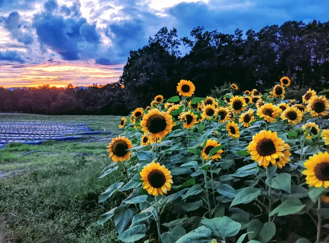 Sunset Berry Farm and Appalachian Market