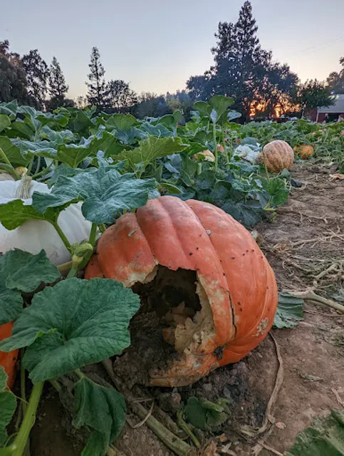 Bishop's Pumpkin Farm