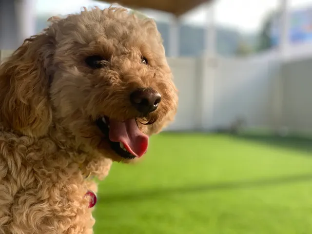 Charleston Dog Lodge