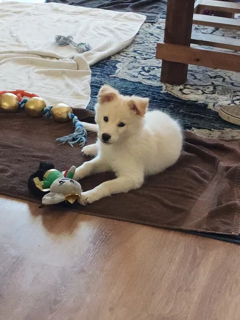 Priceless Pet Rescue - Chino Hills Adoption Center