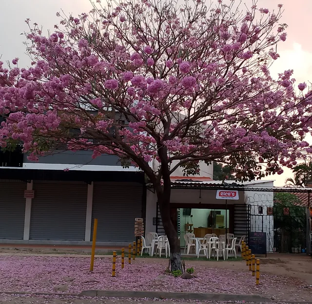 CARNES Y BRASAS ALTAMIRANO'S