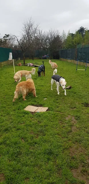 Doggyland - Asilo diurno per cani e Ambulatorio veterinario