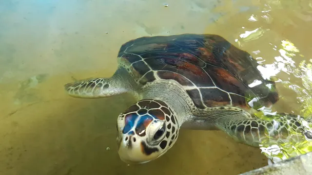 Galbokka Sea Turtle Conservation & Research Center