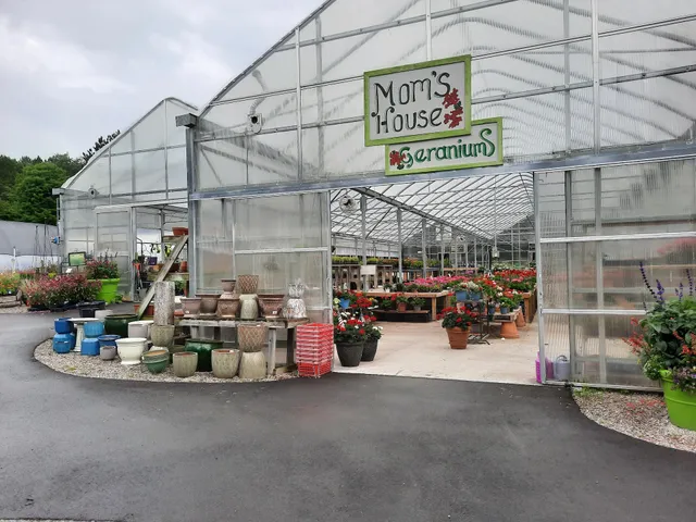 Barn Swallow Frankfort