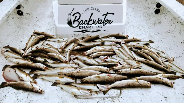 Louisiana Backwater Charters