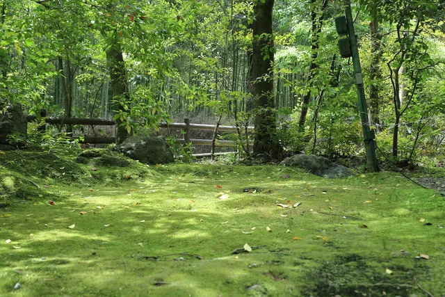 Green Blanket of Mosses