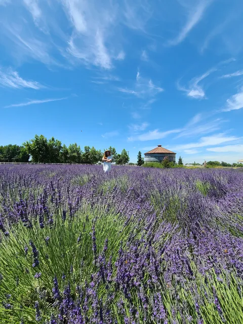 Pageo Lavender Farm