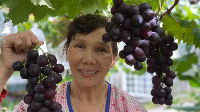 卓蘭松柏葡萄園