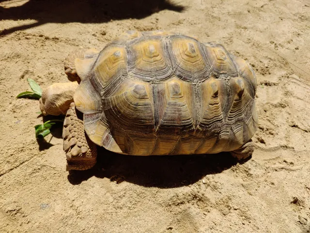 Thavorn Palm Beach pet zoo
