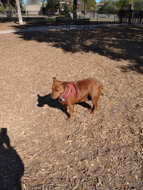 Madison Square Dog Park