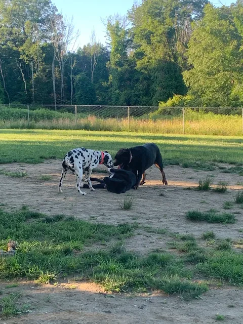 Salisbury Community Dog Park