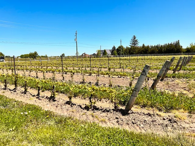 Cellar Door Wine Experience